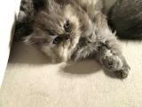 British Longhair Safkan Erkek Yavru