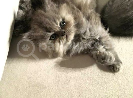 British Longhair Safkan Erkek Yavru