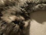 British Longhair Safkan Erkek Yavru