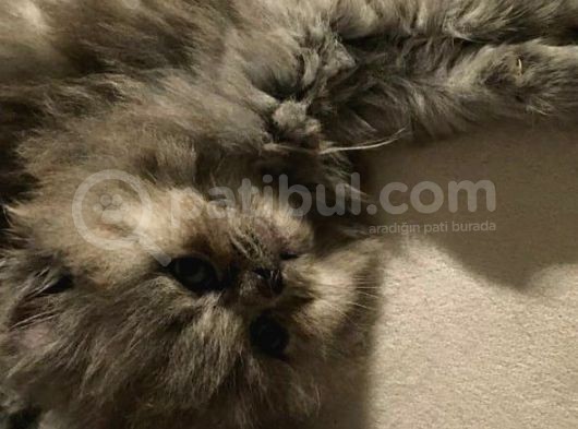 British Longhair Safkan Erkek Yavru görsel
