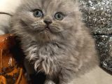 British Longhair Safkan Erkek Yavru