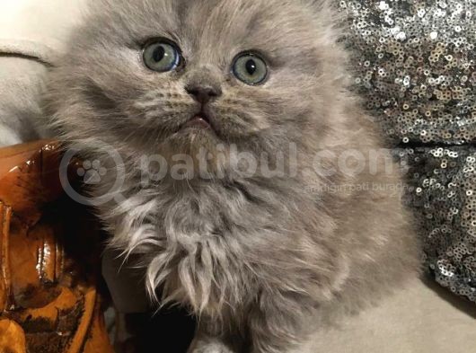 British Longhair Safkan Erkek Yavru görsel