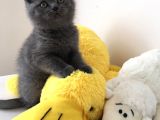 Safkan British Shorthair Erkek Yavru