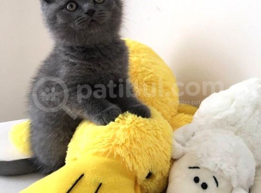 Safkan British Shorthair Erkek Yavru görsel