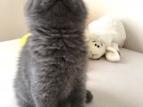 Safkan British Shorthair Erkek Yavru