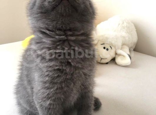 Safkan British Shorthair Erkek Yavru görsel