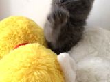Safkan British Shorthair Erkek Yavru