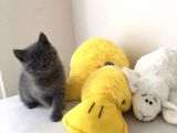 Safkan British Shorthair Erkek Yavru