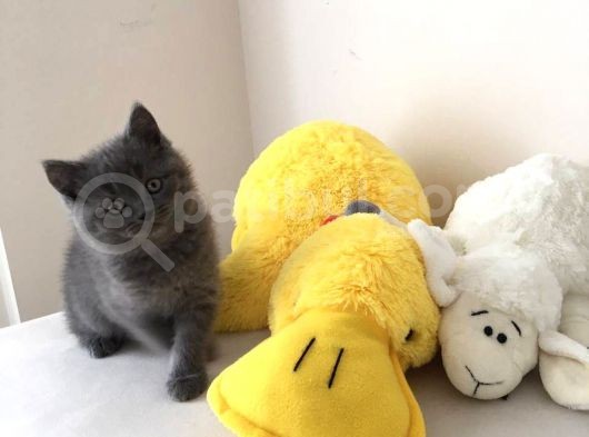 Safkan British Shorthair Erkek Yavru