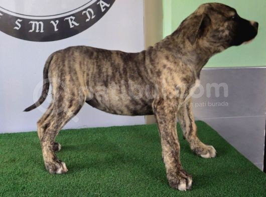 Türkiye'Nin En İyileri Muhteşem Presa Canario Yavrular görsel
