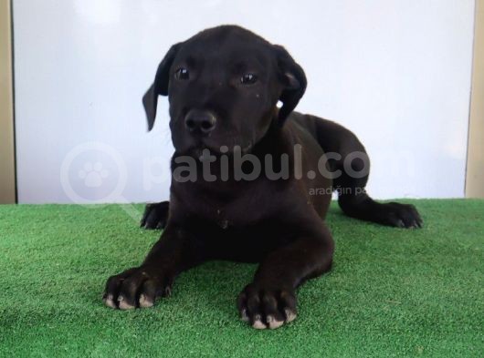 Türkiye'Nin En İyileri Muhteşem Presa Canario Yavrular görsel