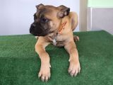 Türkiye'De Tek Muhteşem Bull Mastiff Yavrular