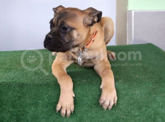 Türkiye'De Tek Muhteşem Bull Mastiff Yavrular görsel