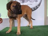 Türkiye'De Tek Muhteşem Bull Mastiff Yavrular