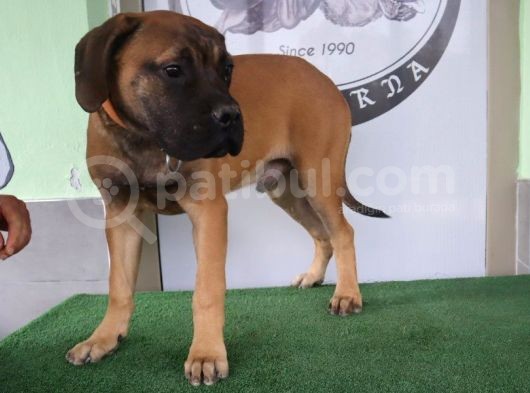 Türkiye'De Tek Muhteşem Bull Mastiff Yavrular görsel