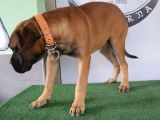 Türkiye'De Tek Muhteşem Bull Mastiff Yavrular