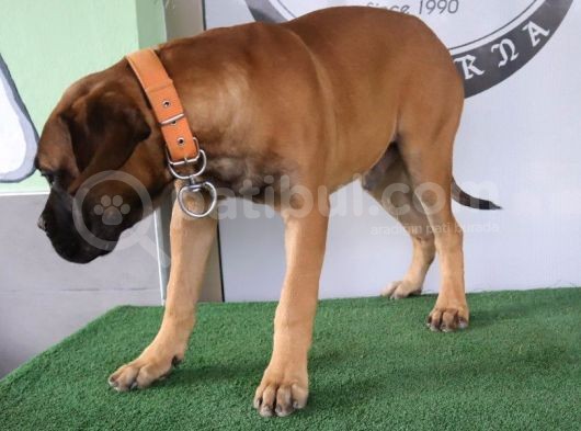 Türkiye'De Tek Muhteşem Bull Mastiff Yavrular görsel