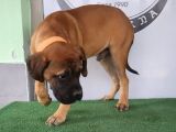 Türkiye'De Tek Muhteşem Bull Mastiff Yavrular