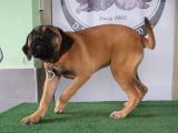 Türkiye'De Tek Muhteşem Bull Mastiff Yavrular