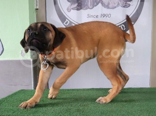 Türkiye'De Tek Muhteşem Bull Mastiff Yavrular görsel