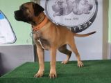 Türkiye'De Tek Muhteşem Bull Mastiff Yavrular