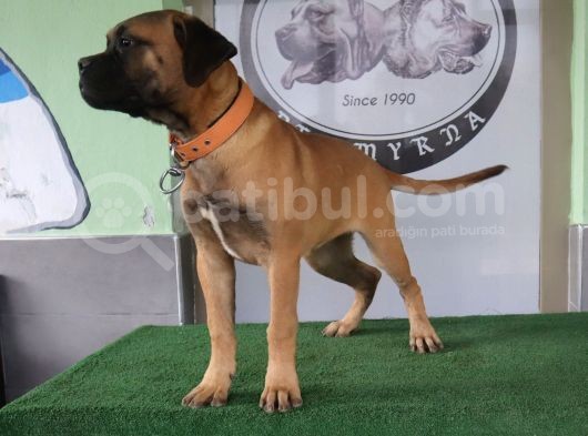 Türkiye'De Tek Muhteşem Bull Mastiff Yavrular görsel