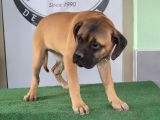 Türkiye'De Tek Muhteşem Bull Mastiff Yavrular