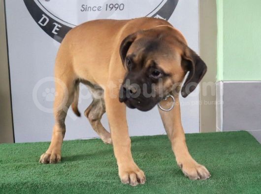 Türkiye'De Tek Muhteşem Bull Mastiff Yavrular görsel