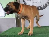 Türkiye'De Tek Muhteşem Bull Mastiff Yavrular