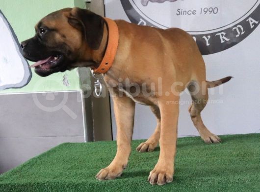Türkiye'De Tek Muhteşem Bull Mastiff Yavrular görsel