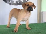 Türkiye'Nin En İyileri Muhteşem Presa Canario Yavrular
