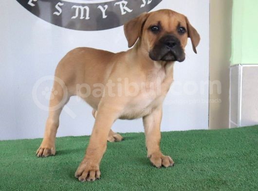 Türkiye'Nin En İyileri Muhteşem Presa Canario Yavrular görsel