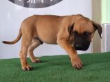 Türkiye'Nin En İyileri Muhteşem Presa Canario Yavrular