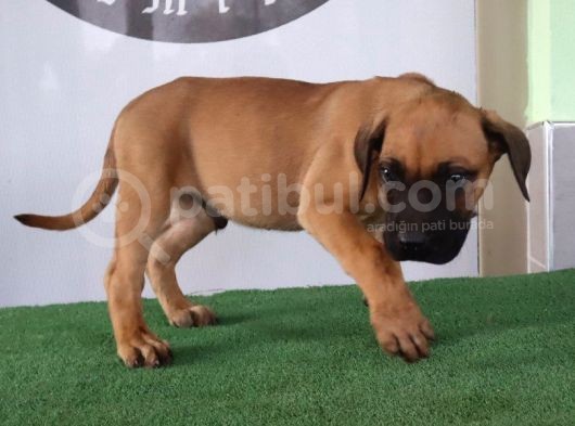 Türkiye'Nin En İyileri Muhteşem Presa Canario Yavrular görsel