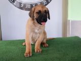 Türkiye'Nin En İyileri Muhteşem Presa Canario Yavrular