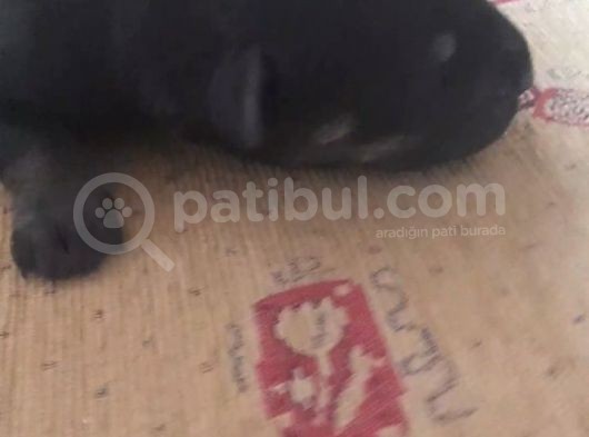 25 Günlük Rot. Yavruları görsel