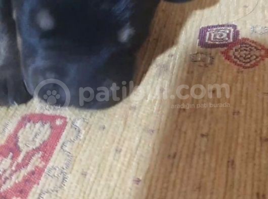 25 Günlük Rot. Yavruları görsel