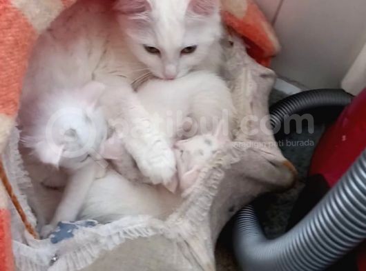 (Antalya İçi) Ankara Kedisi görsel