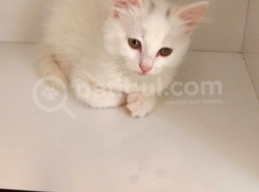 (Antalya İçi) Ankara Kedisi görsel