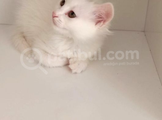 (Antalya İçi) Ankara Kedisi görsel