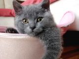 British Shorthair 6 Aylık