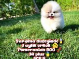 Basık Surat 0,5 Burun Ödül Adayı Scrli Safkan Boo Pomeranian