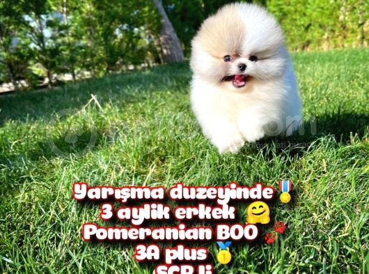 Basık Surat 0,5 Burun Ödül Adayı Scrli Safkan Boo Pomeranian