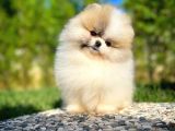 Basık Surat 0,5 Burun Ödül Adayı Scrli Safkan Boo Pomeranian