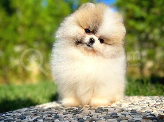 Basık Surat 0,5 Burun Ödül Adayı Scrli Safkan Boo Pomeranian görsel