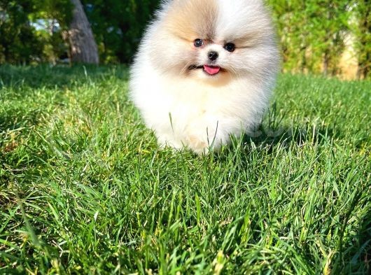 Basık Surat 0,5 Burun Ödül Adayı Scrli Safkan Boo Pomeranian görsel