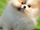 Basık Surat 0,5 Burun Ödül Adayı Scrli Safkan Boo Pomeranian