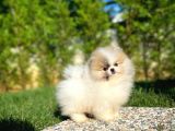Basık Surat 0,5 Burun Ödül Adayı Scrli Safkan Boo Pomeranian