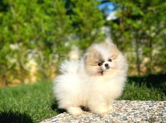 Basık Surat 0,5 Burun Ödül Adayı Scrli Safkan Boo Pomeranian görsel