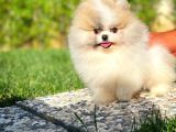 Basık Surat 0,5 Burun Ödül Adayı Scrli Safkan Boo Pomeranian